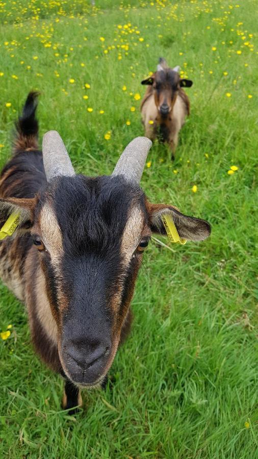 La Ferme De Piardiere Plessé Dış mekan fotoğraf